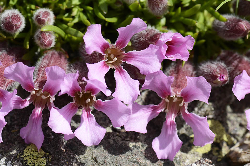 Saponaria pumila / Saponaria minore